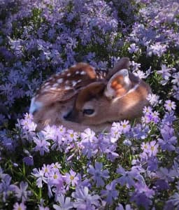 Reference photo for fawn Oil Painting Reyhan Uyanik