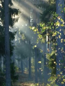 Reference photo for Misty Morning in Pine Forest Reyhan Uyanik