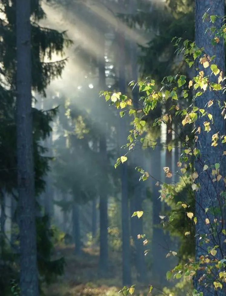 Reference photo for Misty Morning in Pine Forest Reyhan Uyanik