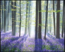 Reference photo for bluebell forest Oil Painting Reyhan Uyanik